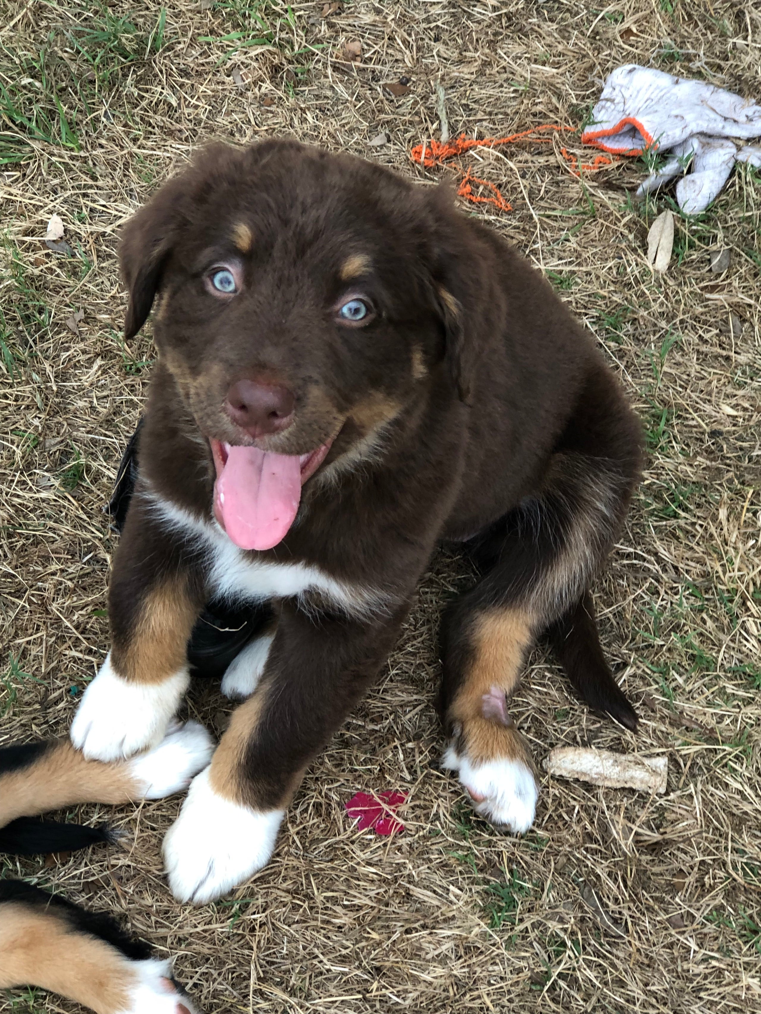 Labrador Retriever Border Collie Mix Labrador Retriever Border Collie Mix  Collie Golden Retriever Cross, image size:2560x3413